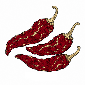 Byadgi chilli illustration