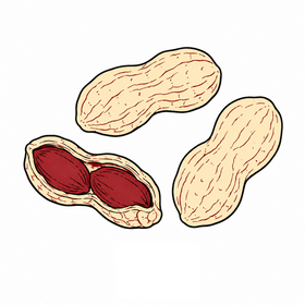 Gujarat peanuts illustration