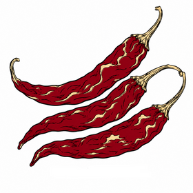 Guntur chilli illustration