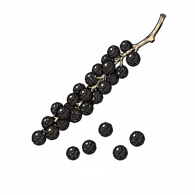 Kerala pepper illustration